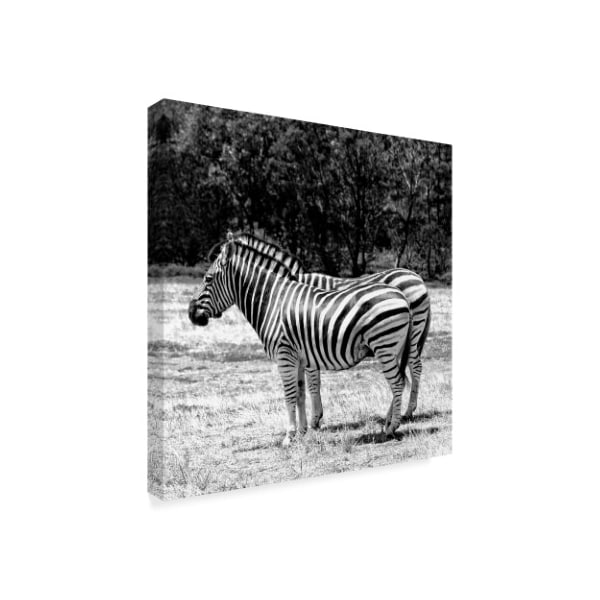 Incredi 'Gray Zebra' Canvas Art,14x14